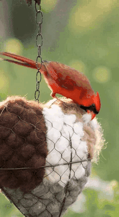 🔥LAST DAY 50% OFF - 🕊️🏡Handmade Natural Alpaca Fiber Bird Nesting Heart❤️A Cozy Gift for Birds